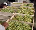 امسال بيش از ٤٠ هزار تُن انگور از کندهار به خارج صادر خواهد شد
